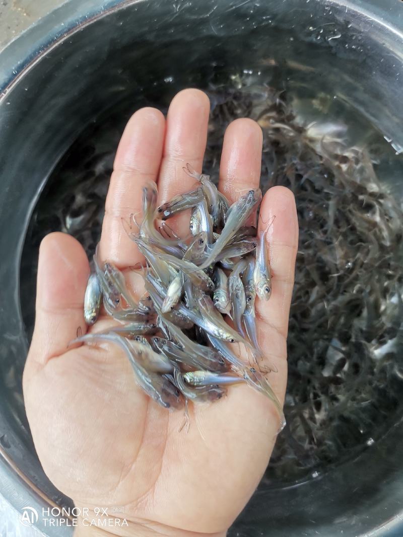 叉尾鮰鱼苗
