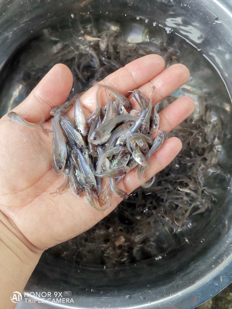 叉尾鮰鱼苗