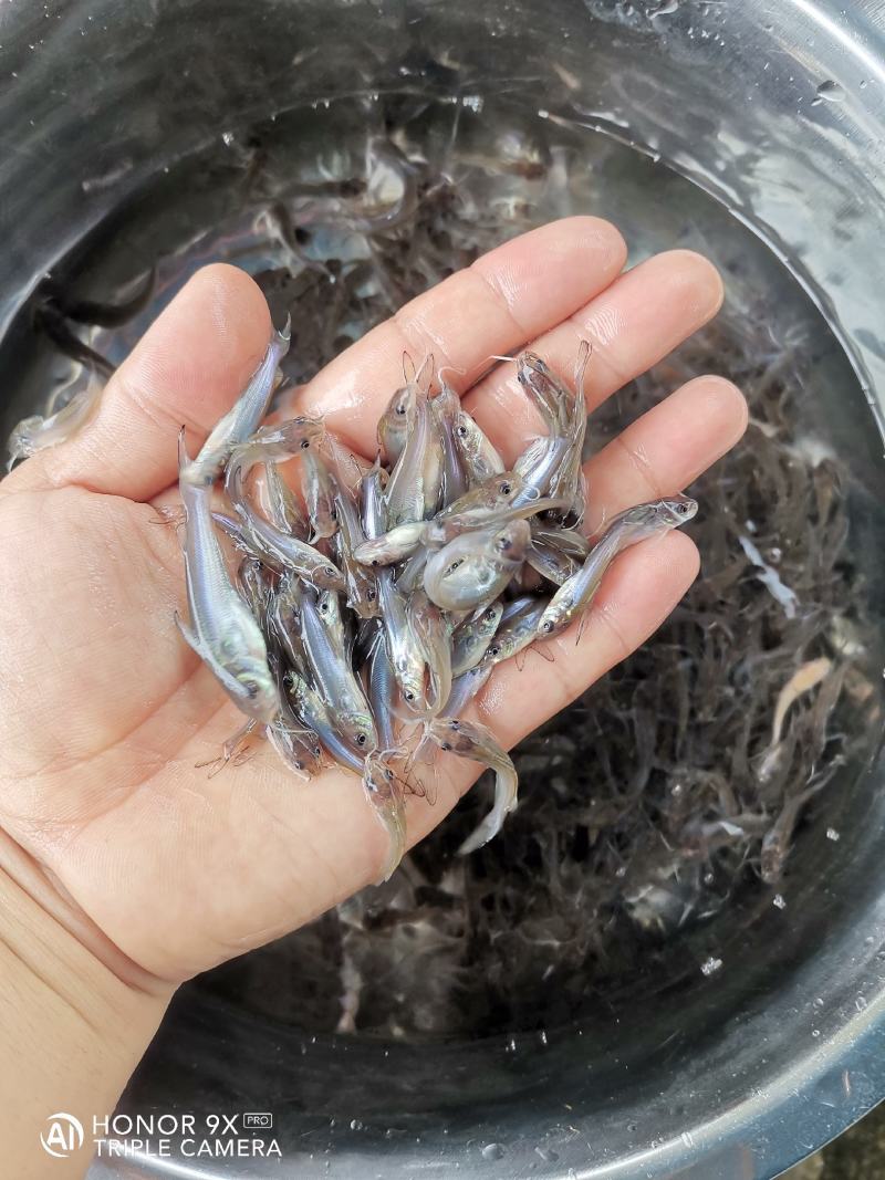 叉尾鮰鱼苗