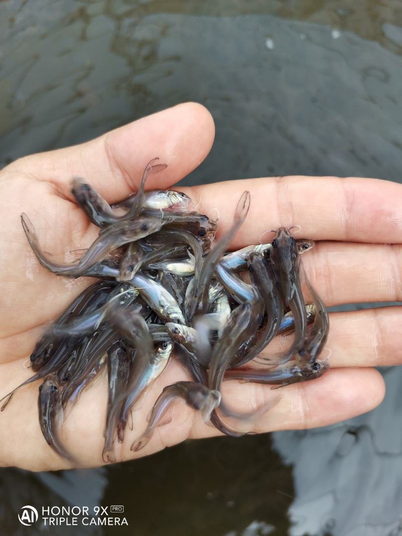 叉尾鮰鱼苗