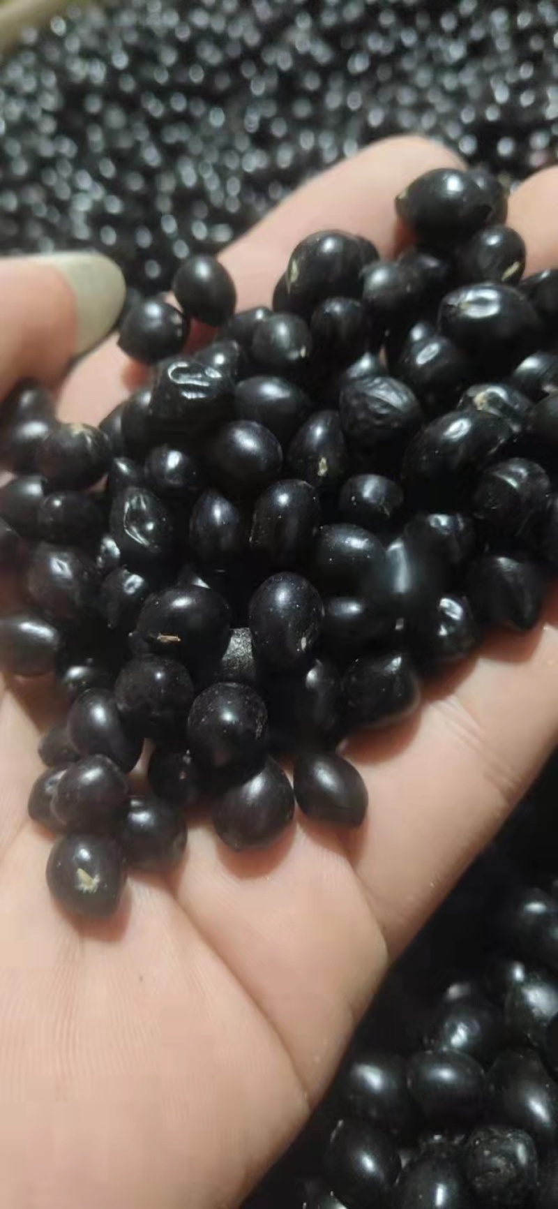 云南优质山豆根种子颗粒饱满苦参种子提供种植技术药材