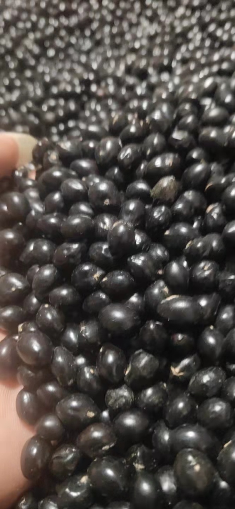 云南优质山豆根种子颗粒饱满苦参种子提供种植技术药材