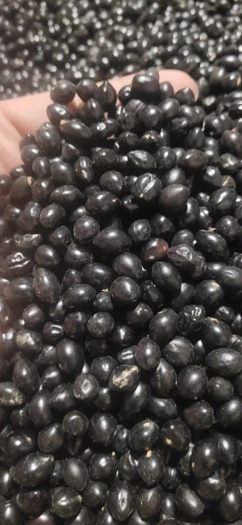 云南优质山豆根种子颗粒饱满苦参种子提供种植技术药材