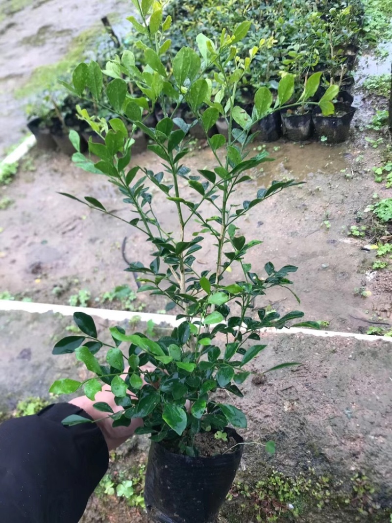 低价出售7斤袋九里香大杯苗