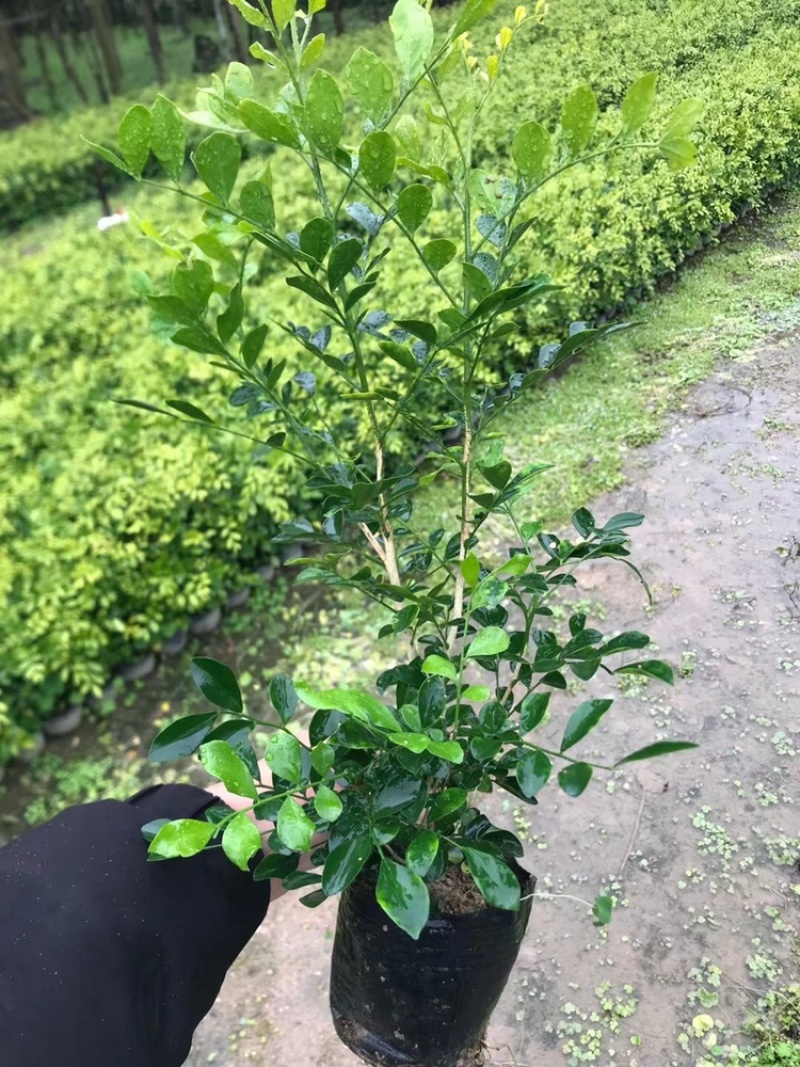 低价出售7斤袋九里香大杯苗