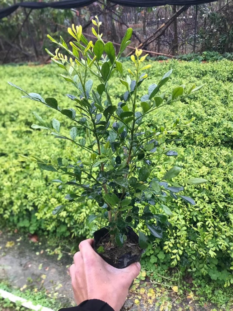低价出售7斤袋九里香大杯苗