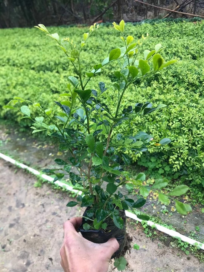 低价出售7斤袋九里香大杯苗