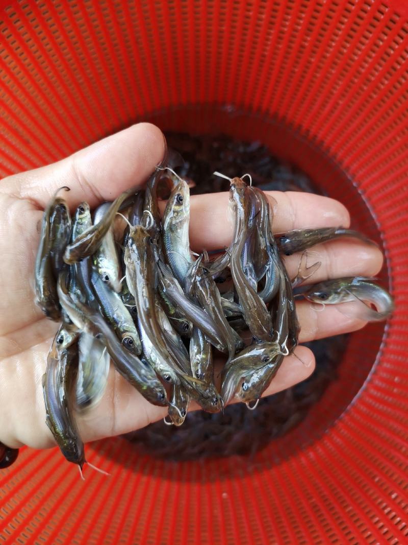 叉尾鮰鱼苗