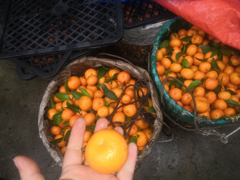 自家沃柑