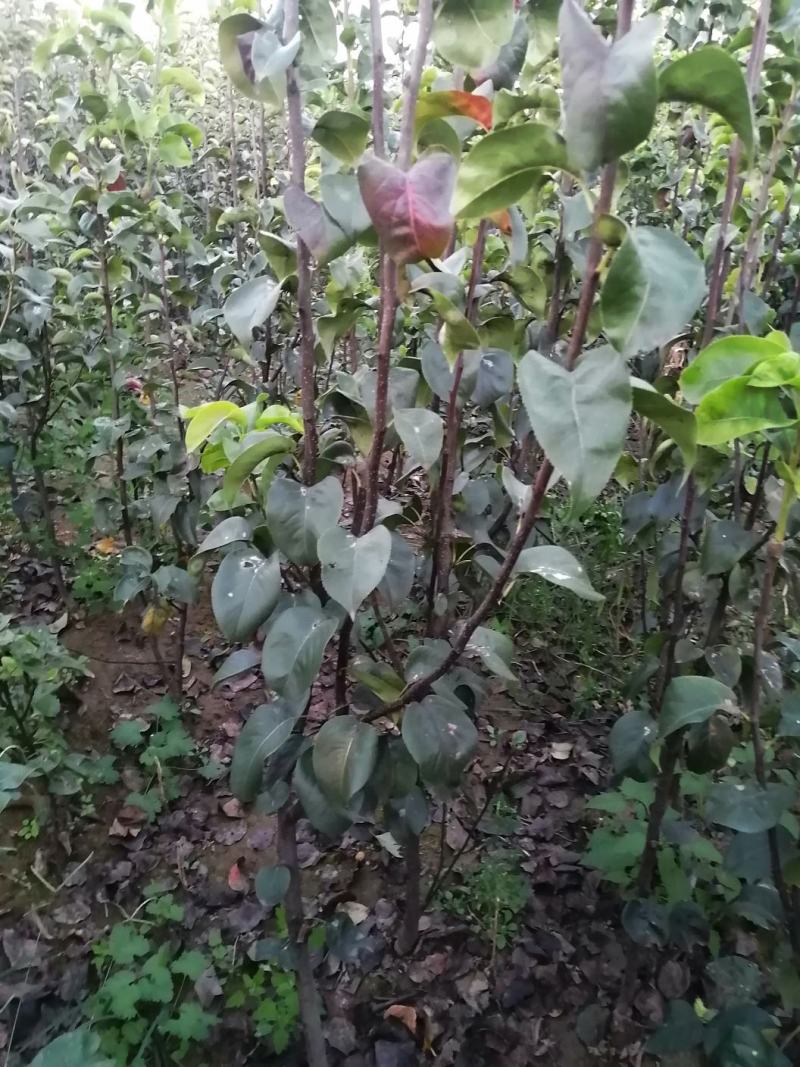 梨树苗，黄冠苗，秋月苗2年生到5年生的都有，价格优惠