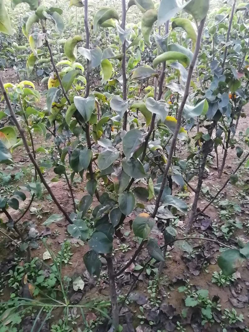 梨树苗，黄冠苗，秋月苗2年生到5年生的都有，价格优惠