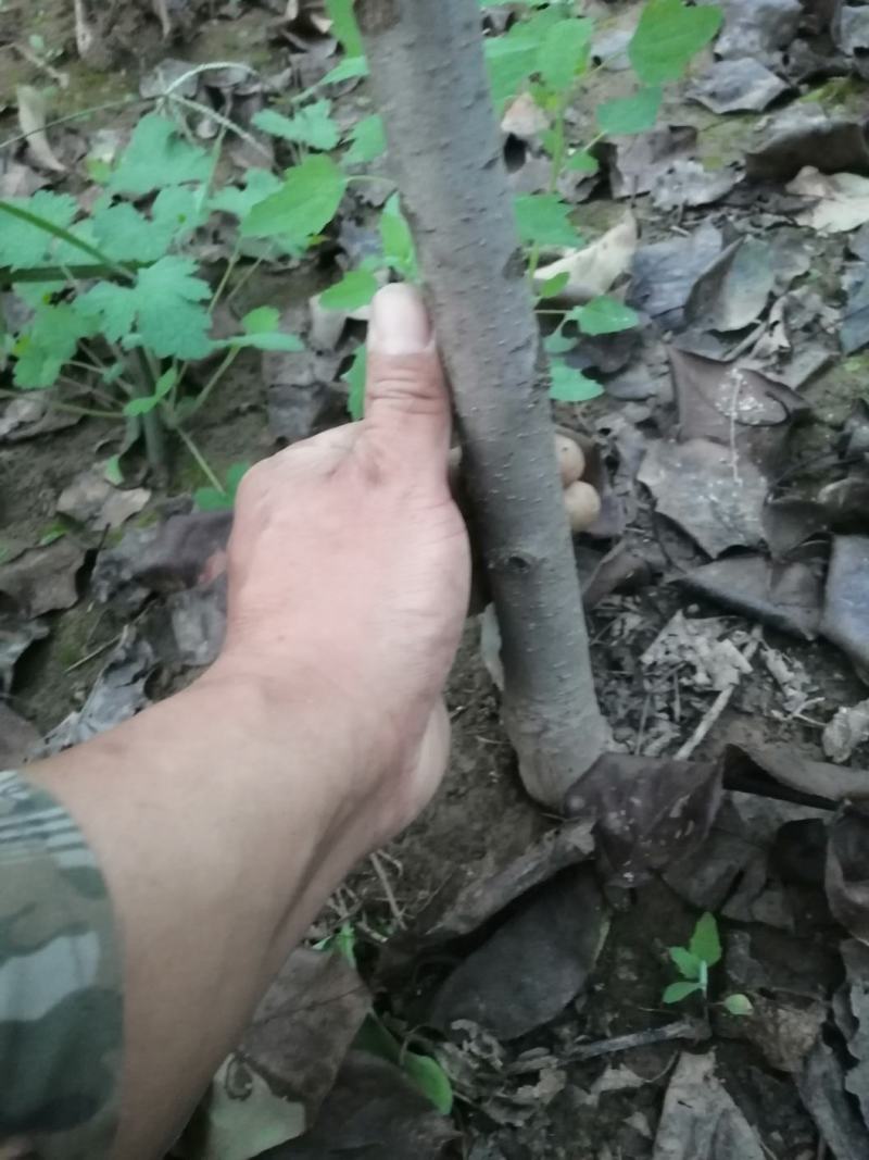 梨树苗，黄冠苗，秋月苗2年生到5年生的都有，价格优惠