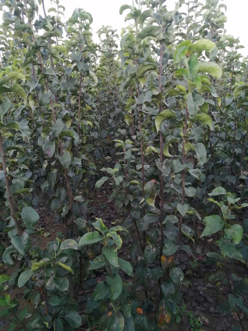 梨树苗，黄冠苗，秋月苗2年生到5年生的都有，价格优惠