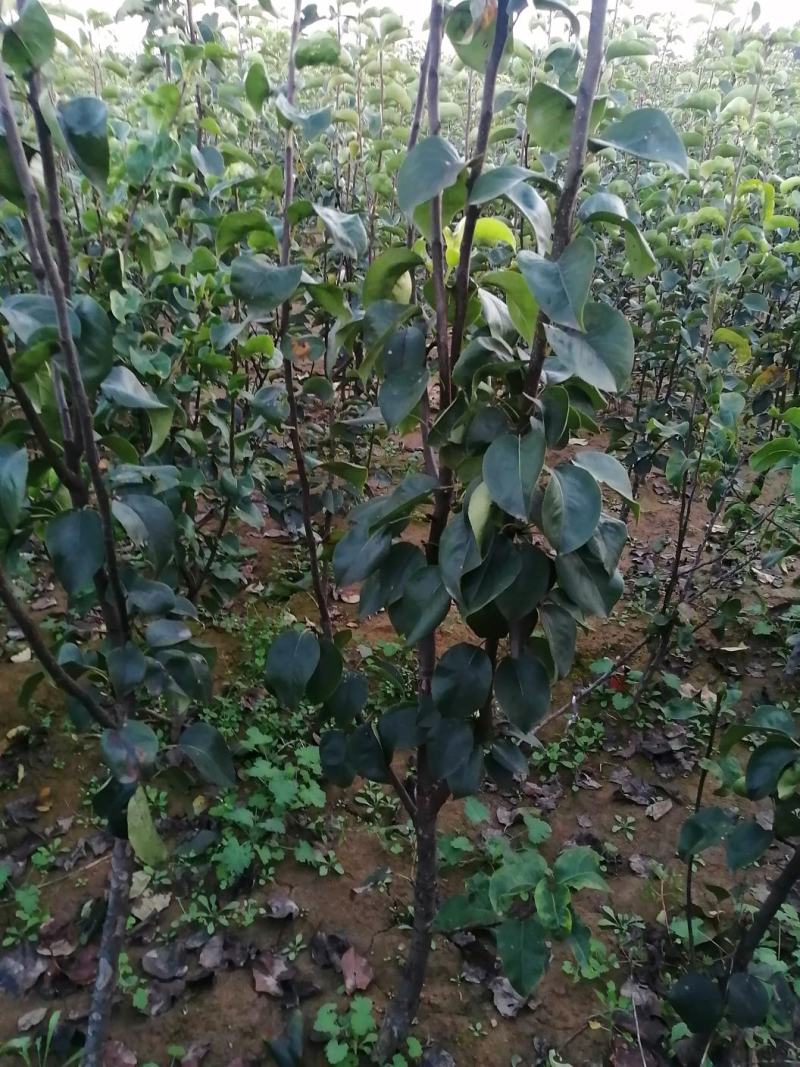 梨树苗，黄冠苗，秋月苗2年生到5年生的都有，价格优惠