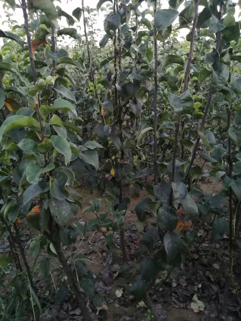 梨树苗，黄冠苗，秋月苗2年生到5年生的都有，价格优惠