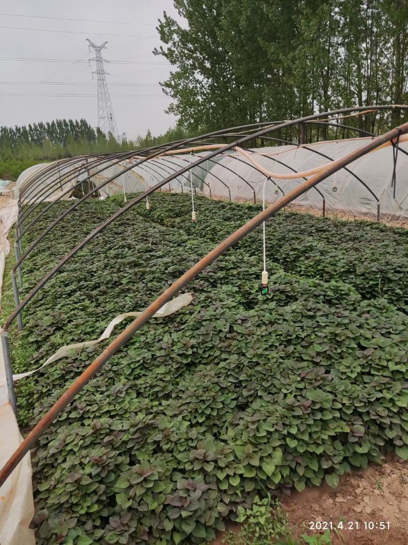 蜜薯苗原种脱毒蜜薯苗通风时间长成活率号各种品种脱毒红薯苗