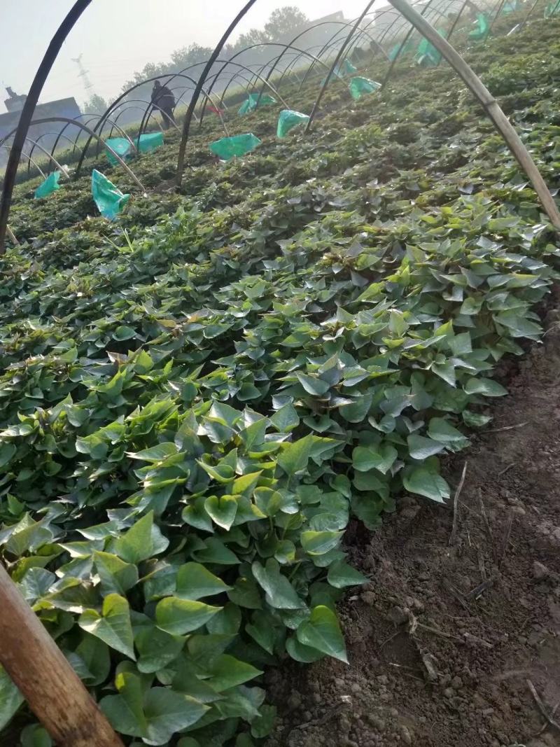商薯19红薯苗供货量大，一手货源，提供技术指导，