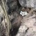 正宗山林散养土鸡蛋，玉米喂养
