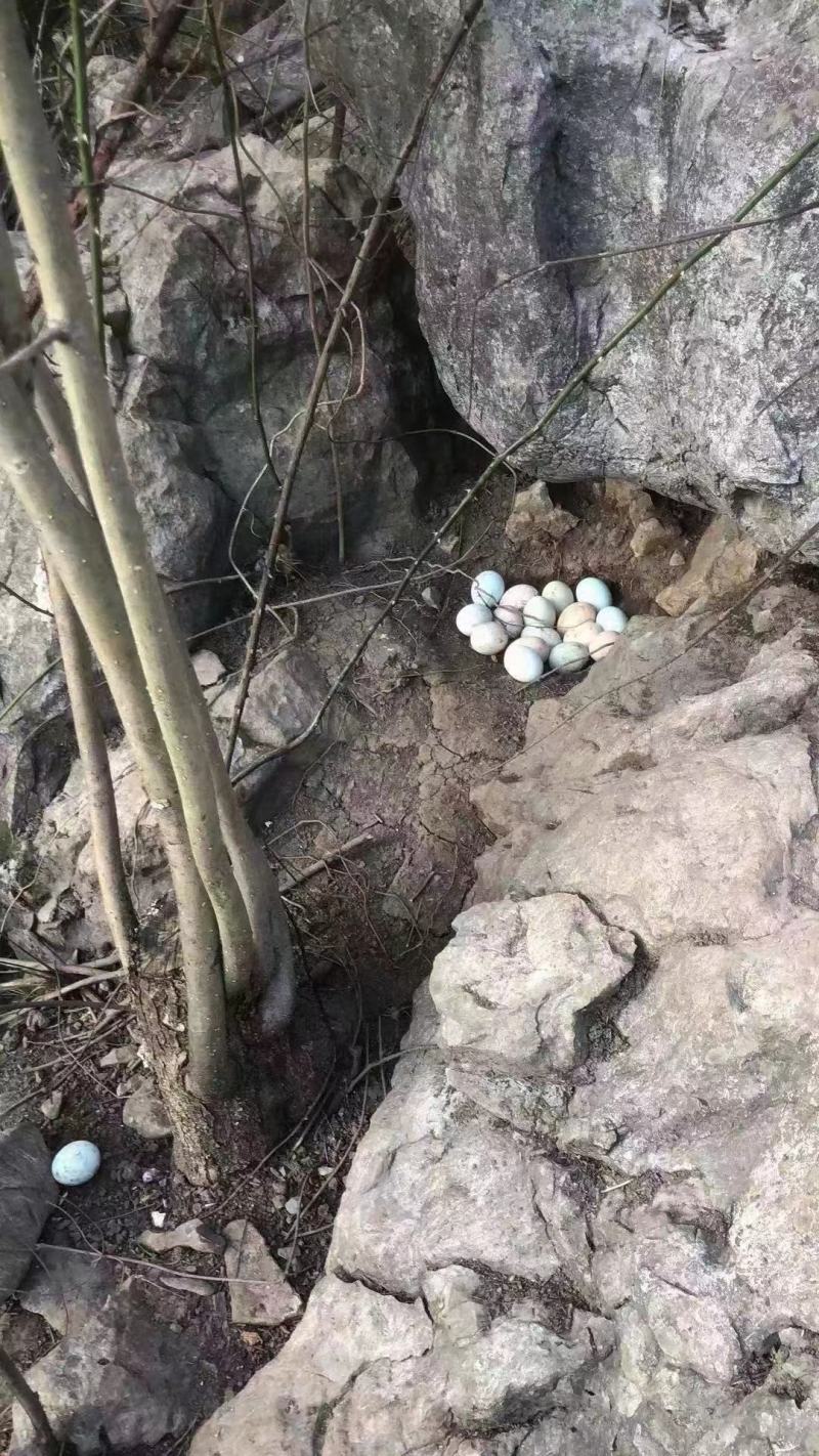 正宗山林散养土鸡蛋，玉米喂养