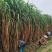 甜象草种节新型四季高产多年生牧草容易成活