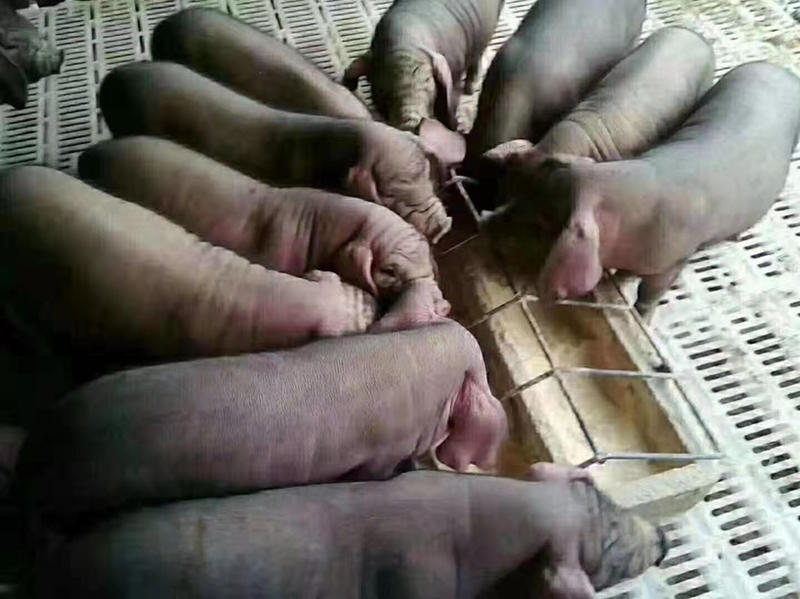 太湖母猪母猪仔产仔率高抗病性强包成活全国发货