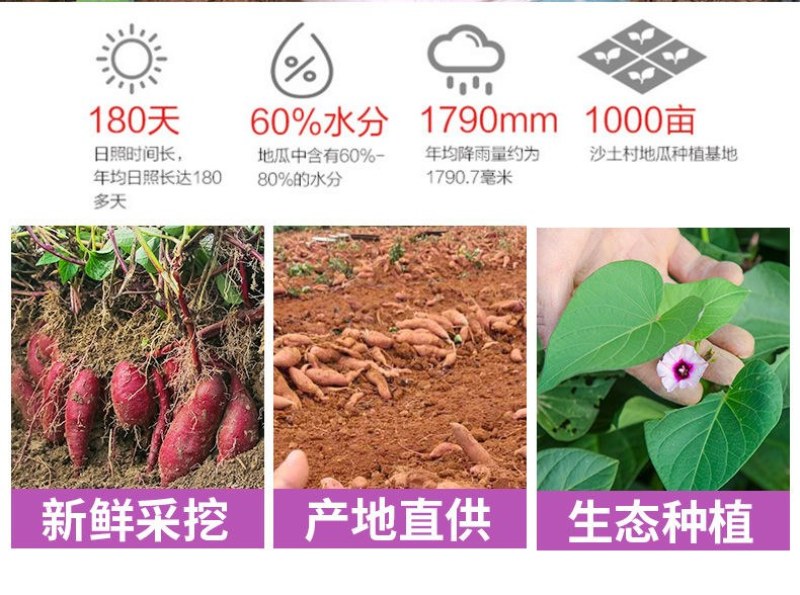 【香甜粉糯】沙地新鲜紫薯番薯净重9斤批发多省包邮免运费