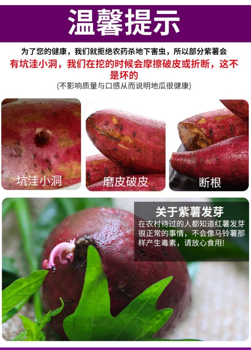 【香甜粉糯】沙地新鲜紫薯番薯净重9斤批发多省包邮免运费