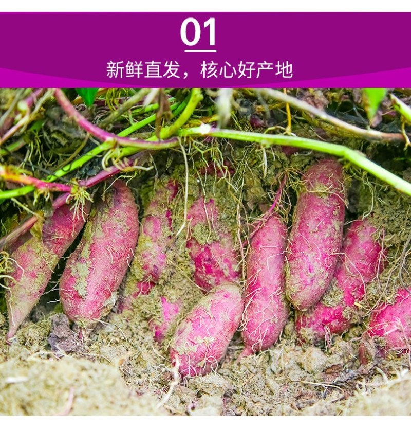 【香甜粉糯】沙地新鲜紫薯番薯净重9斤批发多省包邮免运费