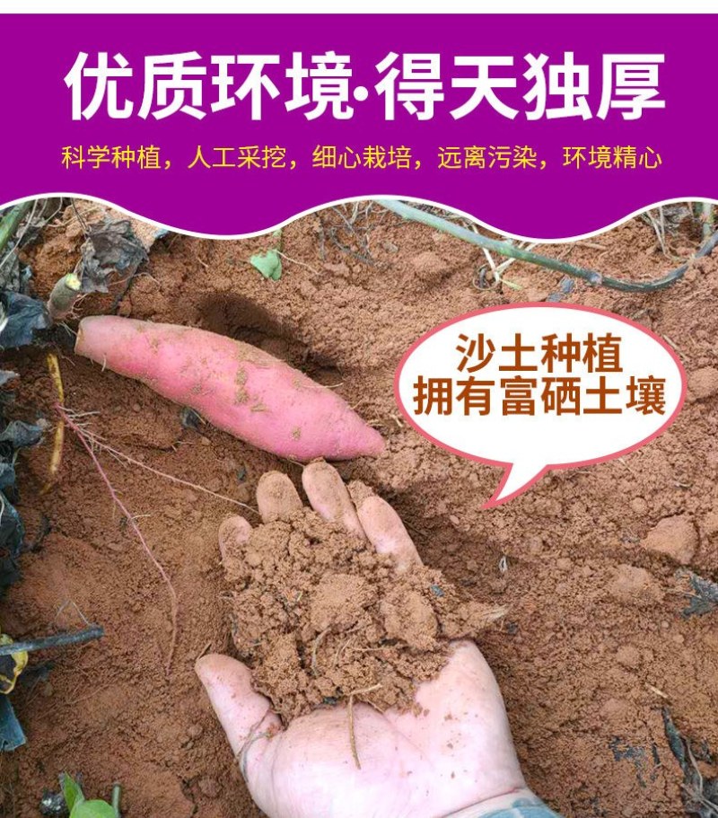 【香甜粉糯】沙地新鲜紫薯番薯净重9斤批发多省包邮免运费