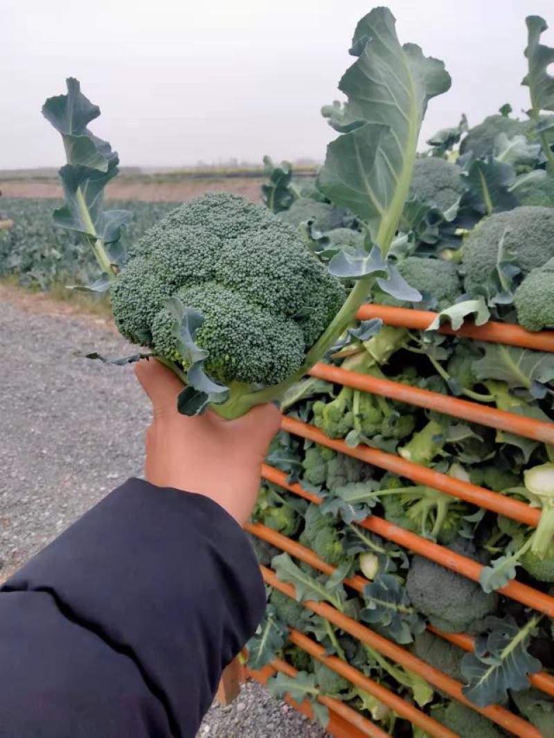 湖北精品西蓝花，耐寒优秀西蓝花，有需要随时联系我