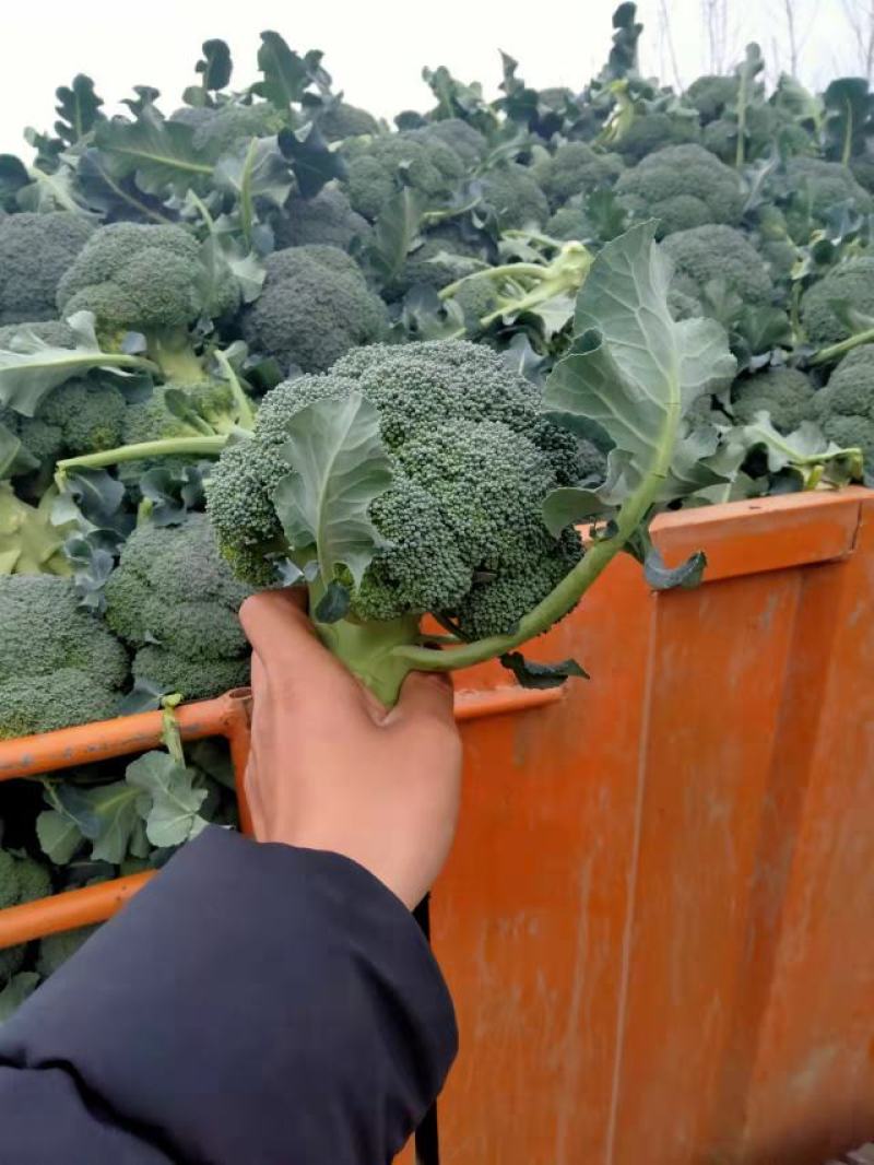 湖北精品西蓝花，耐寒优秀西蓝花，有需要随时联系我