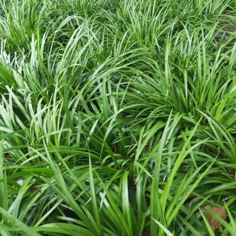 石菖蒲苗高产石菖蒲苗