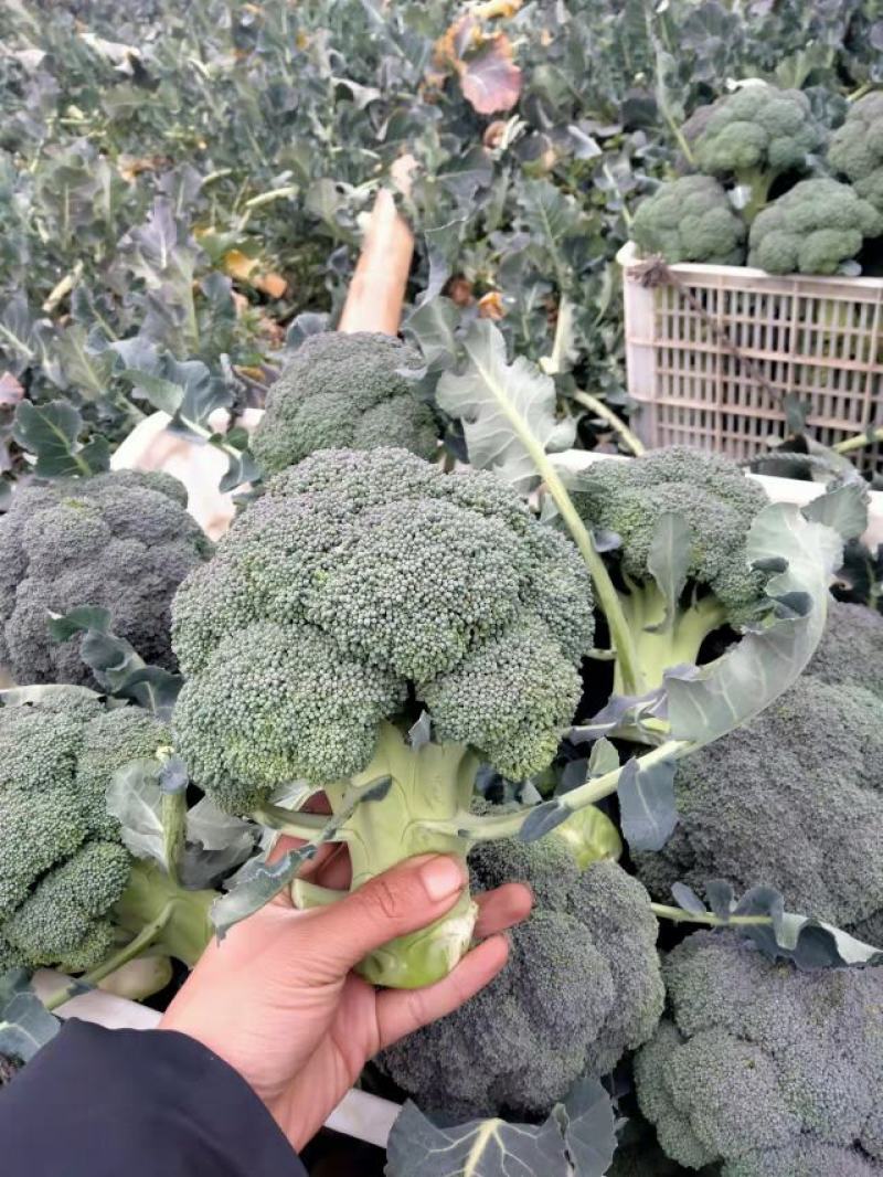 湖北精品西蓝花，耐寒优秀西蓝花，有需要随时联系我