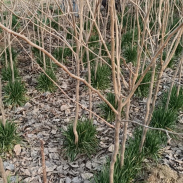 丰县柿子树苗大量上市，带土球，带麦苗，规格足数