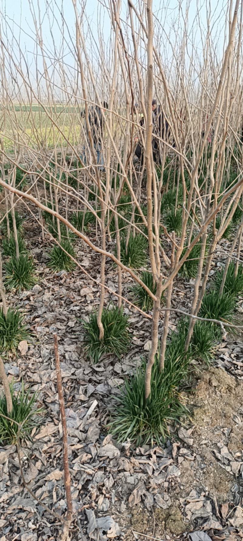 丰县柿子树苗大量上市，带土球，带麦苗，规格足数