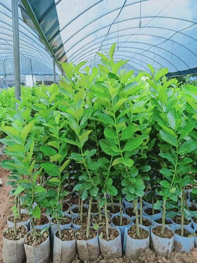 柠檬苗四季南北方种植柠檬树果树苗盆地栽香水柠檬果树苗