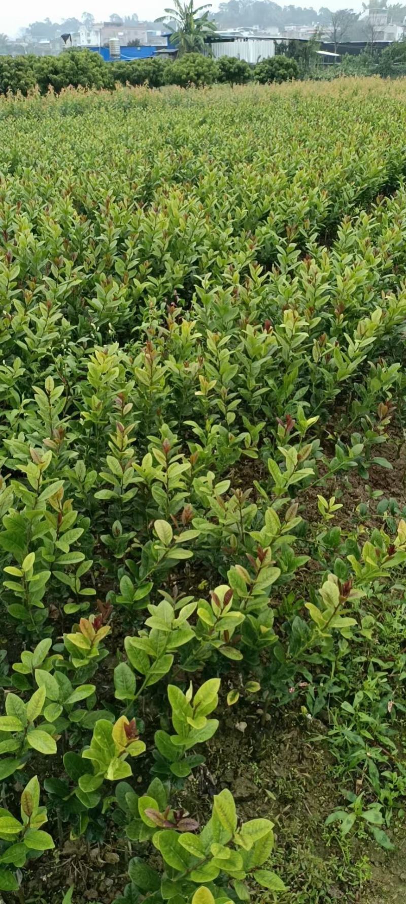 柠檬苗四季南北方种植柠檬树果树苗盆地栽香水柠檬果树苗