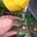 广州清明菊花黄，白单头菊花基地直销。现釆现卖，质量保证