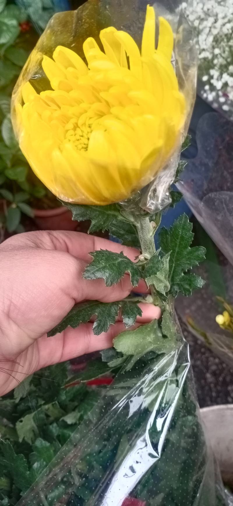广州清明菊花黄，白单头菊花基地直销。现釆现卖，质量保证