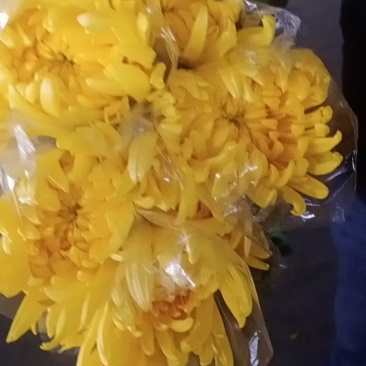 广州清明菊花黄，白单头菊花基地直销。现釆现卖，质量保证