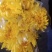广州清明菊花黄，白单头菊花基地直销。现釆现卖，质量保证