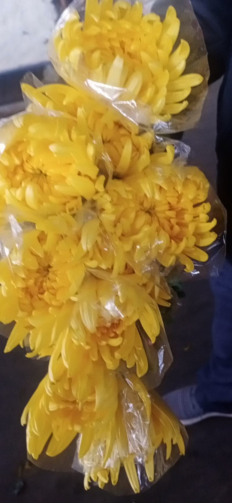 广州清明菊花黄，白单头菊花基地直销。现釆现卖，质量保证