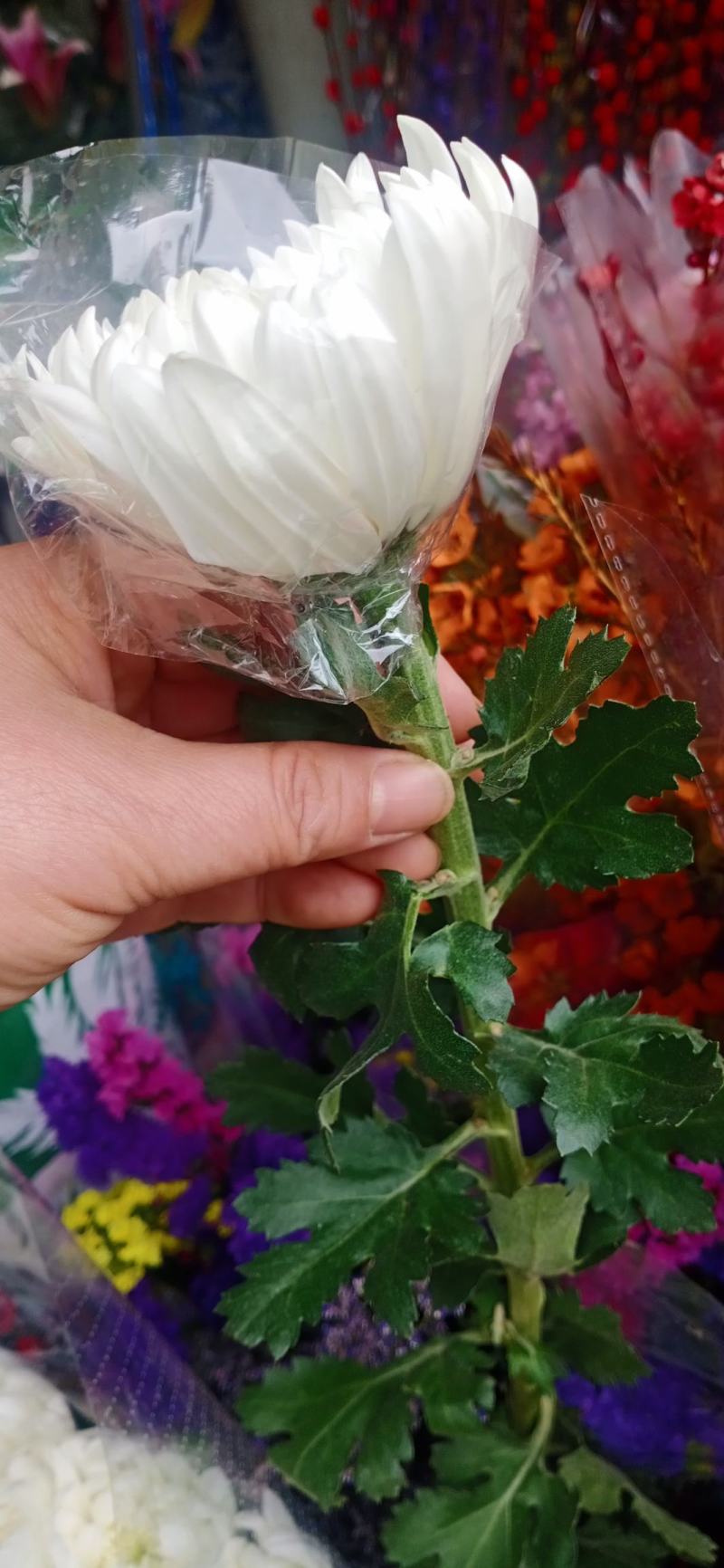 广州清明菊花黄，白单头菊花基地直销。现釆现卖，质量保证