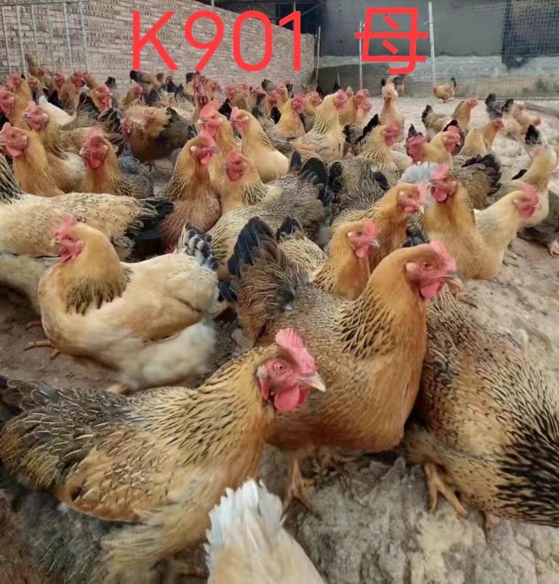 鸡苗新广K901鸡苗成年公11斤左右孵化厂家发苗