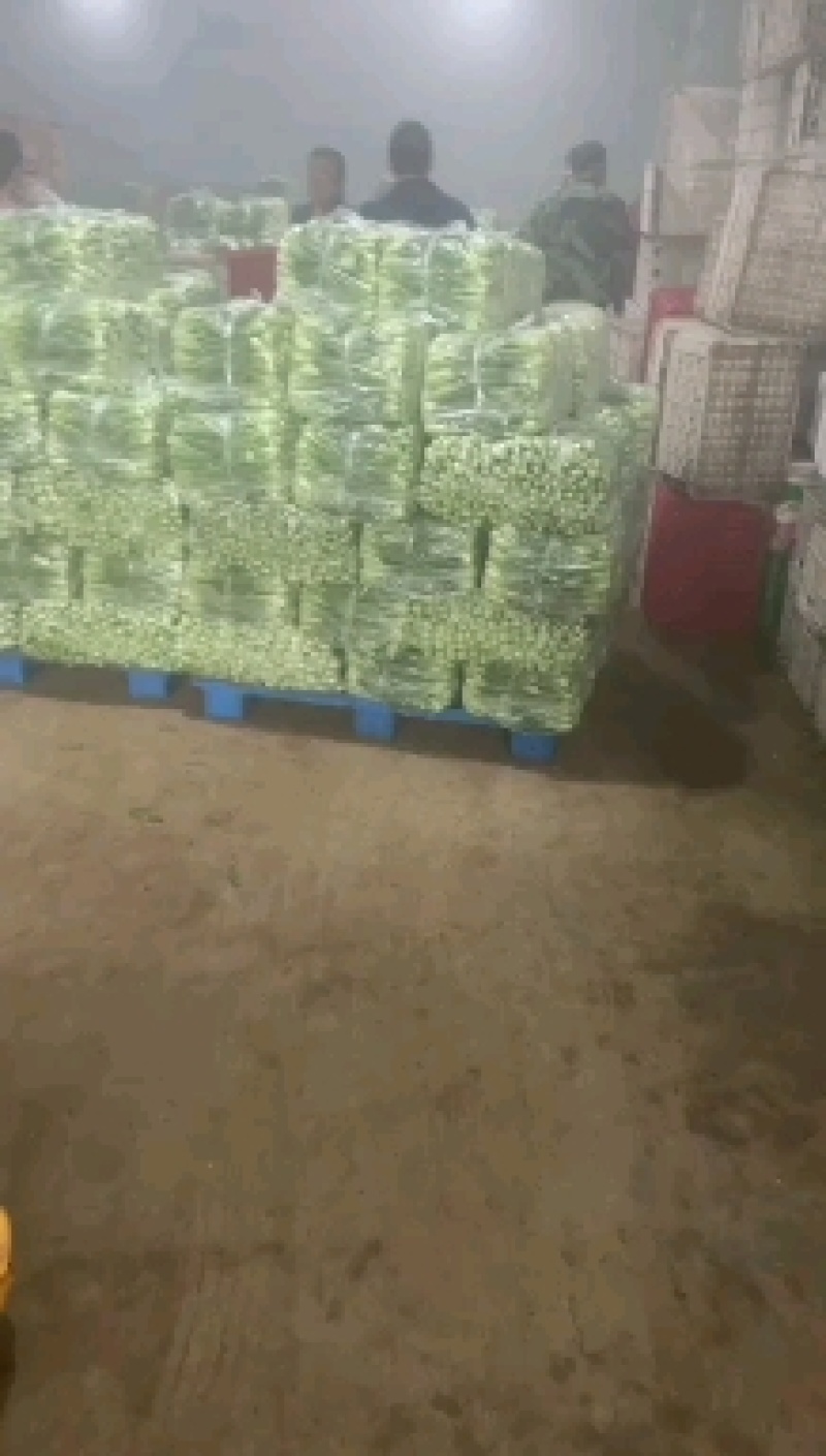 精品上海青，货源稳定，长期供应，需要的联系