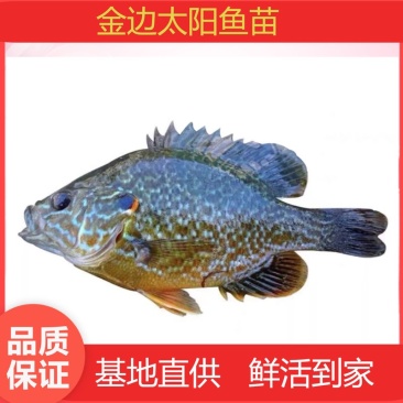 【基地直供】杂交太阳鱼，金边太阳鱼，全国发货提供养殖技术