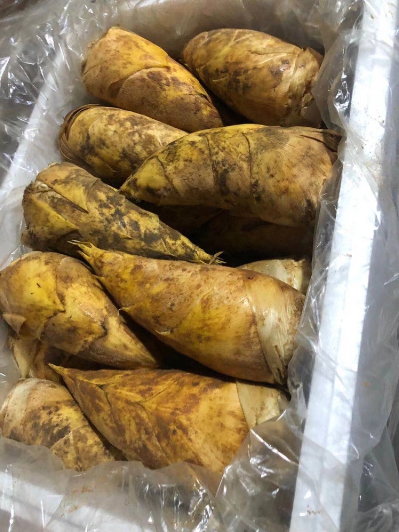 精品冬笋爽丶脆丶嫩
