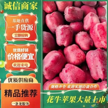 【产地直发】花牛苹果75mm以上光果大量有货全年供货