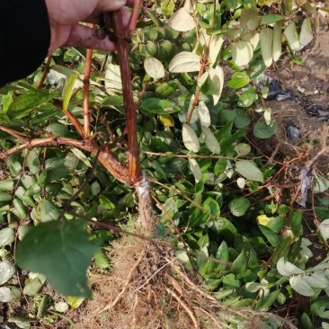 金银花苗