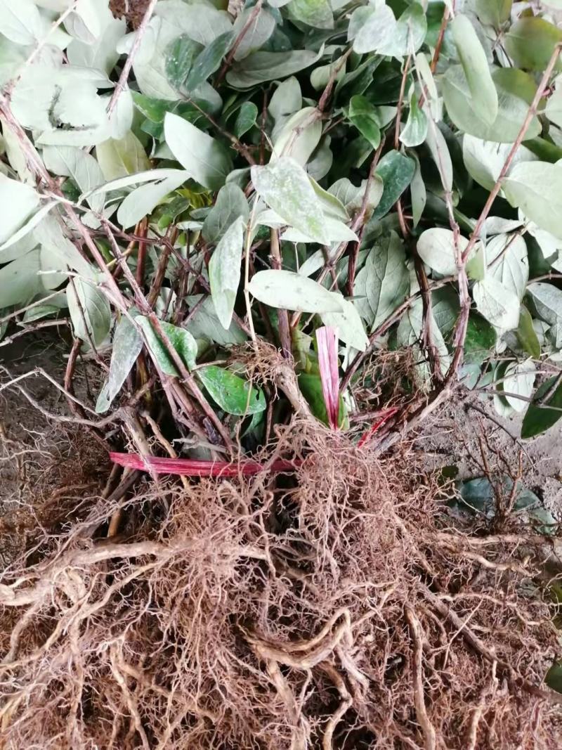 金银花苗
